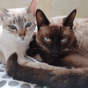 1135196032171528222's Avatar